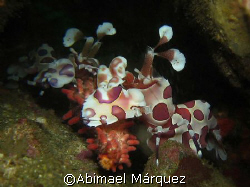 My first Harlequin, Punto Argentina, North Pacific, Costa... by Abimael Márquez 